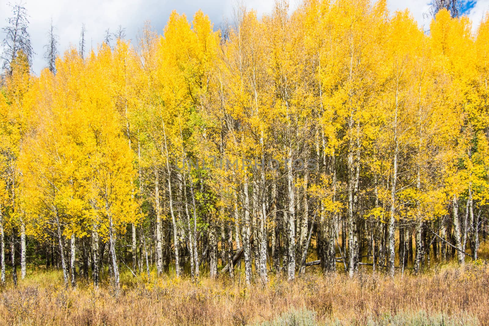Aspens in Fall by cestes001