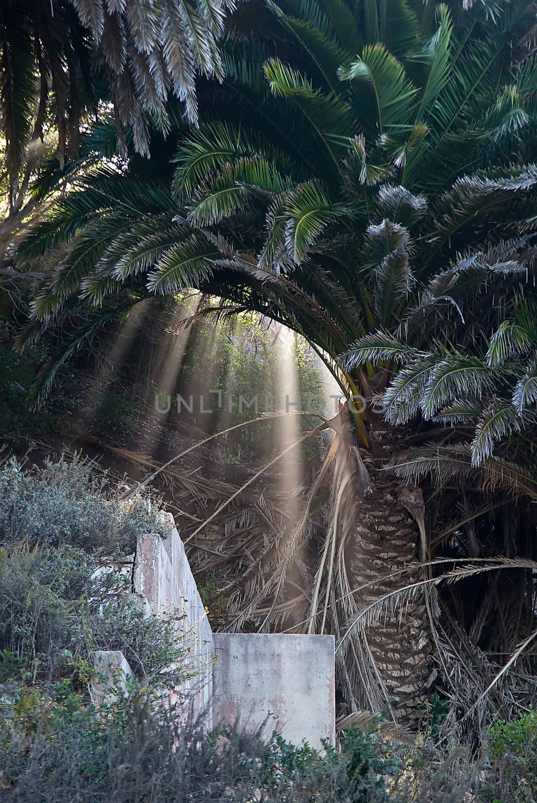 Early morning fog illuminates beams of sunlight.