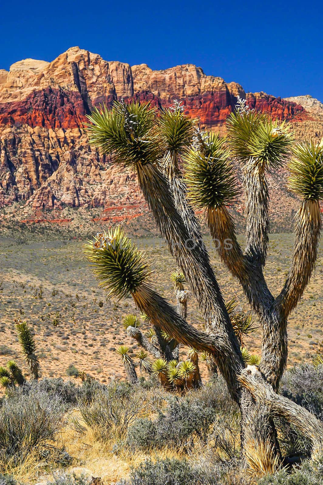 Red Rock Canyon, Las Vegas, NV