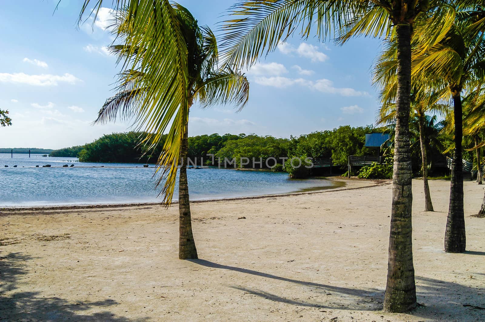 Clean, sandy beach in Puerto Rico.  White puffy clouds on blue sky with palm trees.