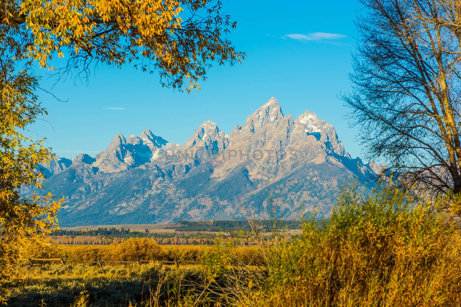Grand Tetons viewed through Trees - Jackson Hole, WY by cestes001