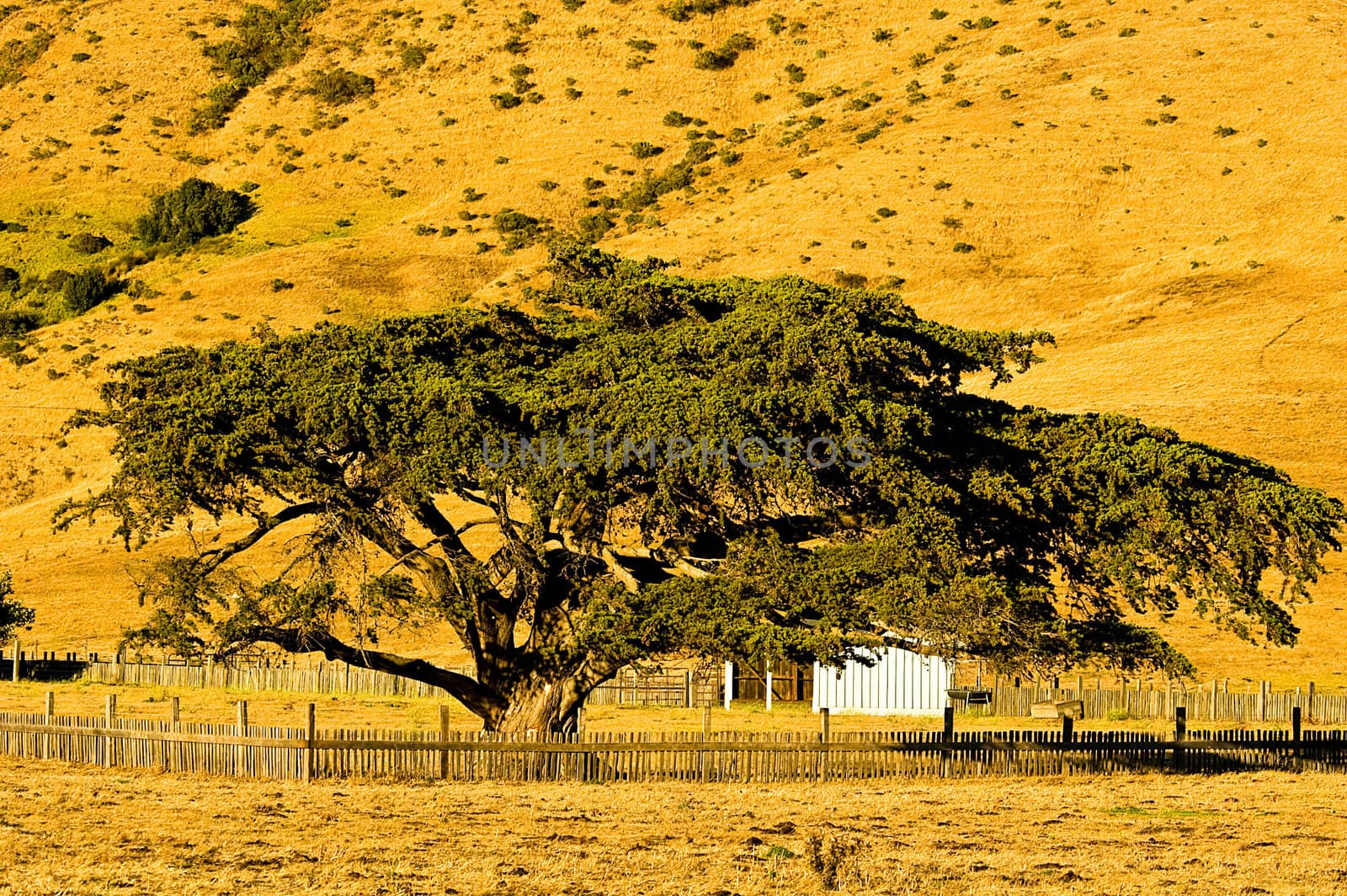 Cypress Tree along Hiway 1 in Big Sur, California