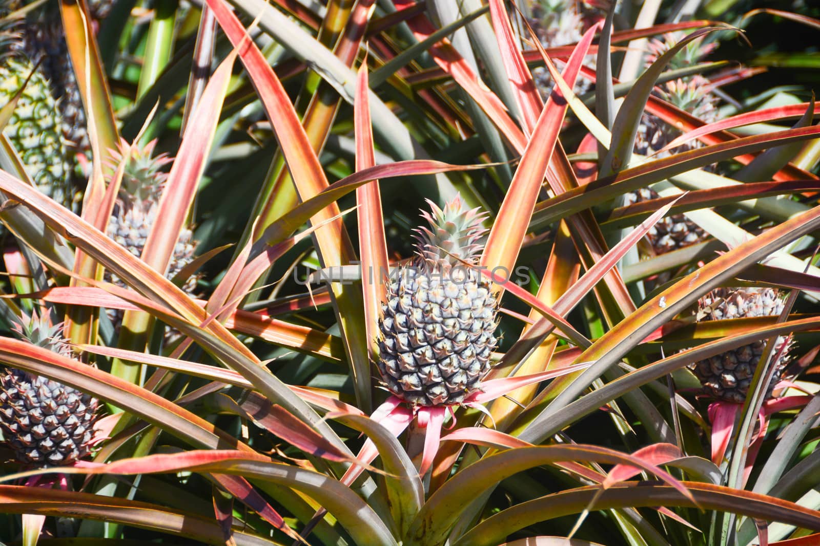 Taken at Pineapple Plantation in Maui, Hawaii