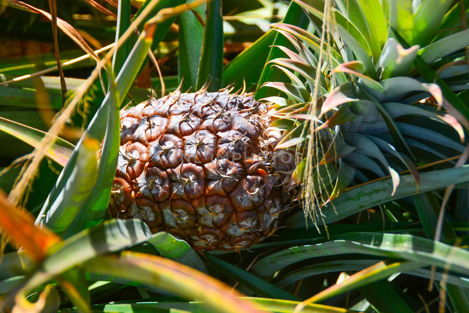 Taken at Pineapple Plantation in Maui, Hawaii