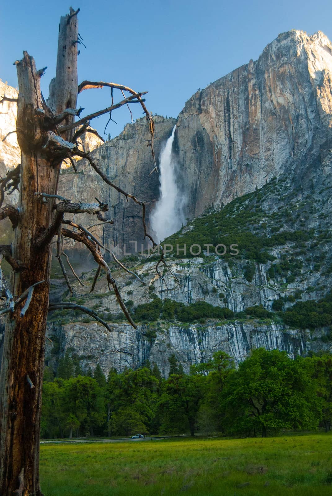 Yosemite Falls on clear morning - Yosemite National Park by cestes001