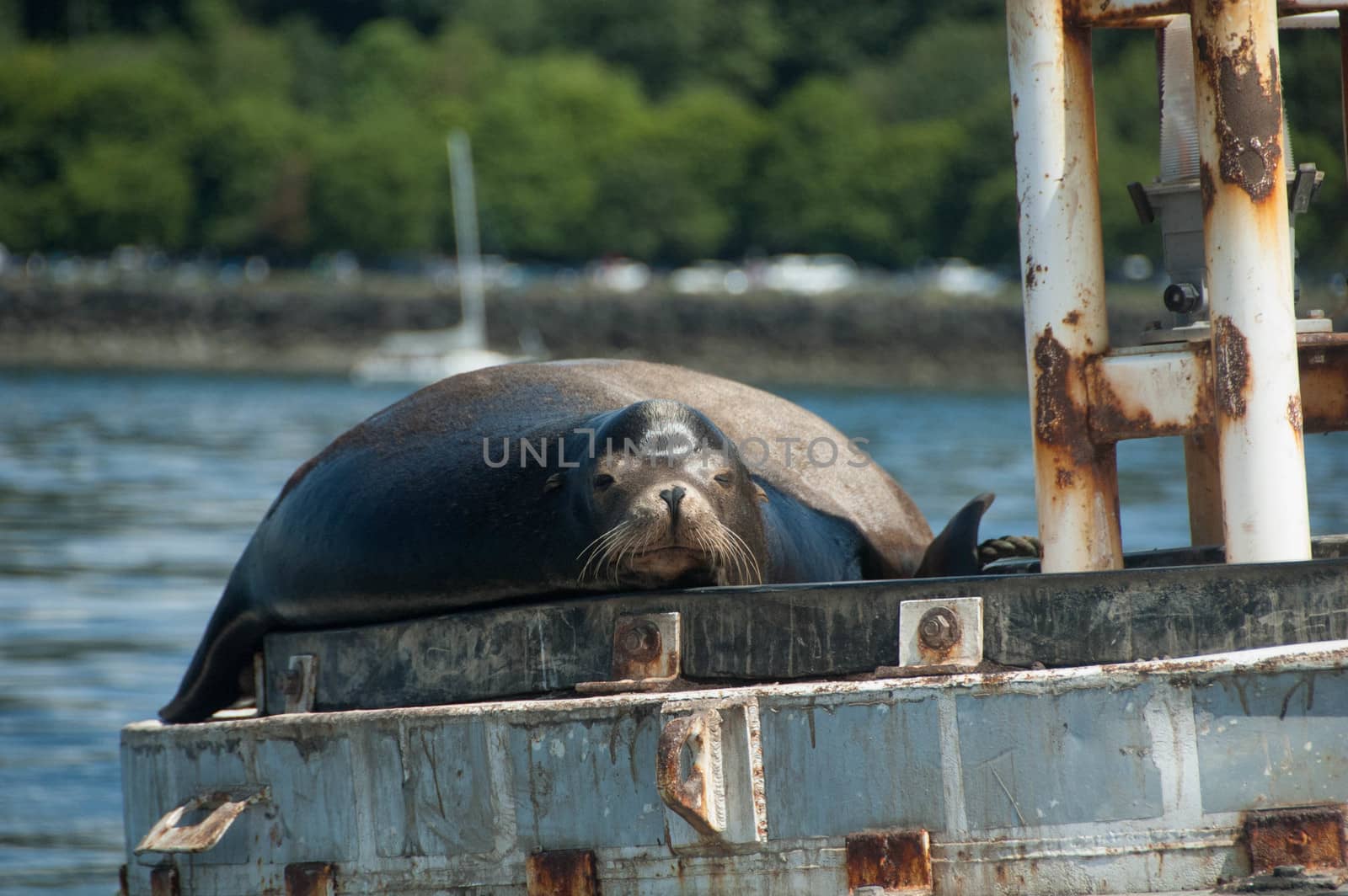 Single animal on a navigation Buoy in Puget Sound, WA