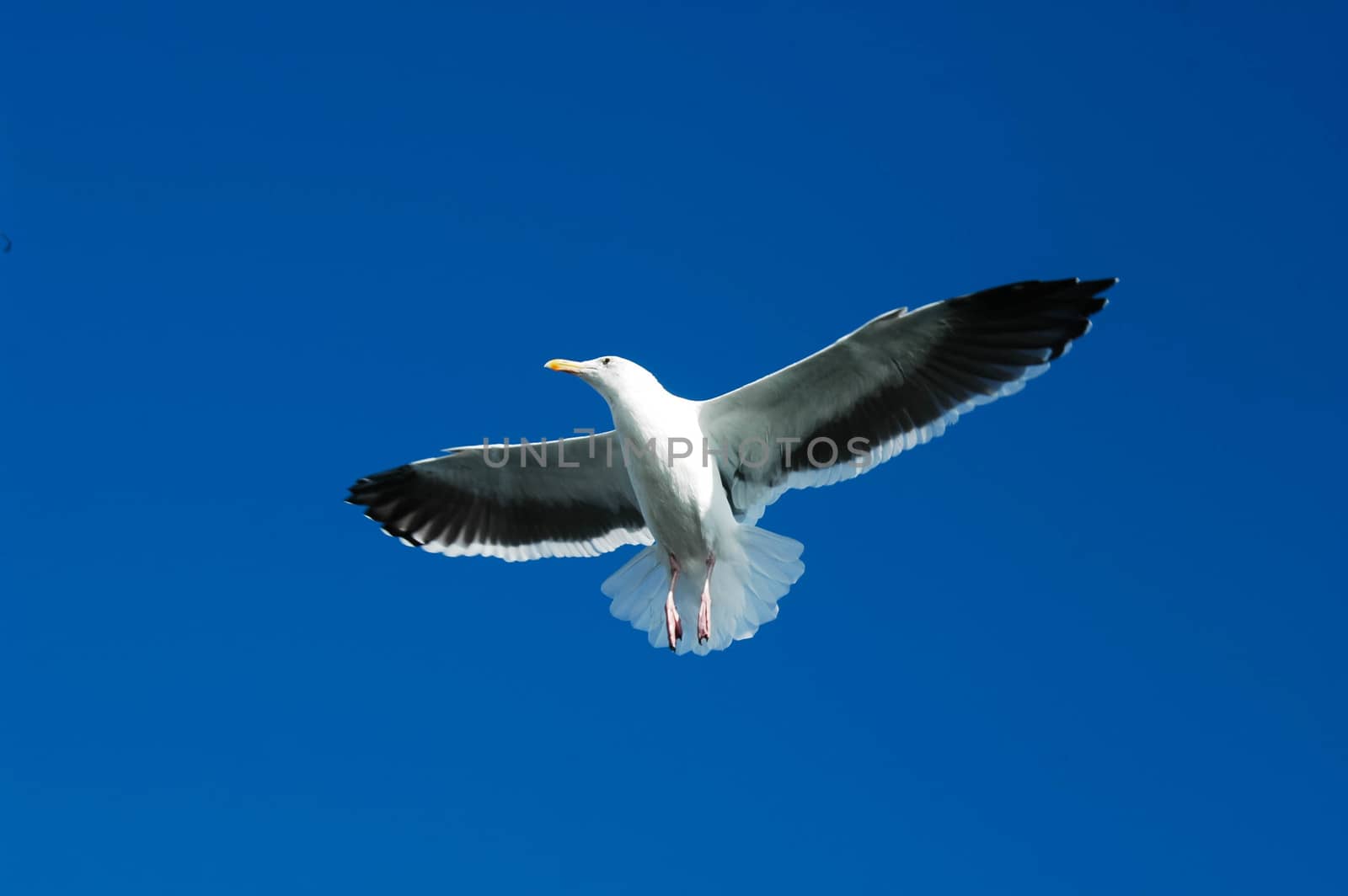 Seagull hovering overhead by cestes001