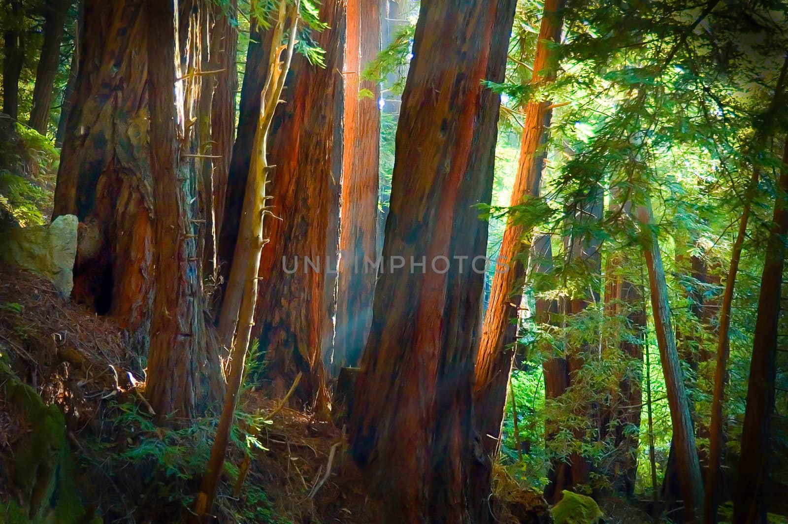 Light filtering through redwoods, Julia Pfeiffer-Burns State Park, California