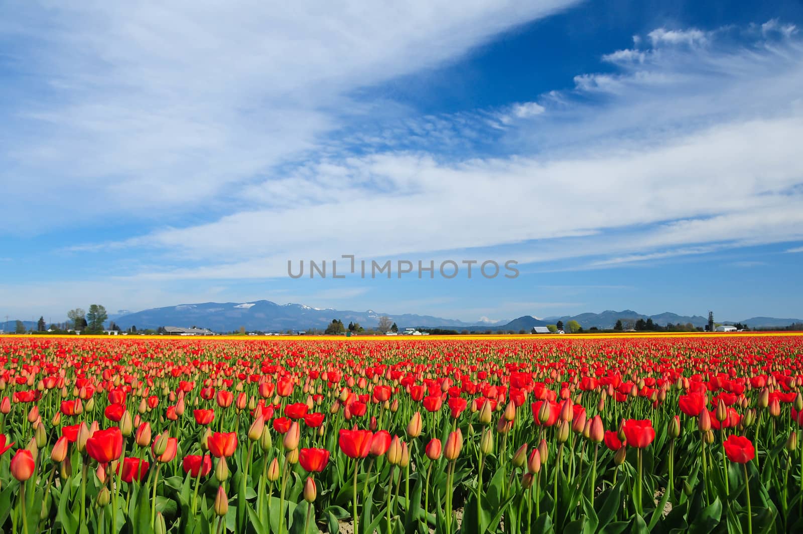 Skagit Valley Tulips by cestes001