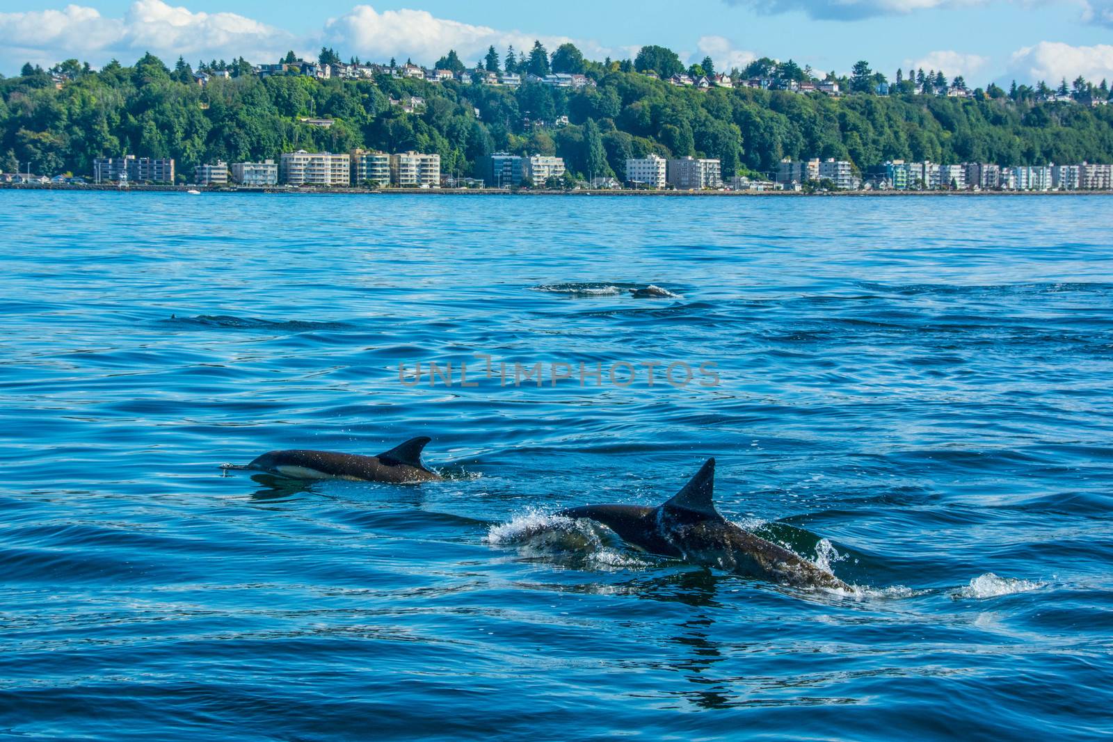 Photographed on Seattle's Elliott Bay