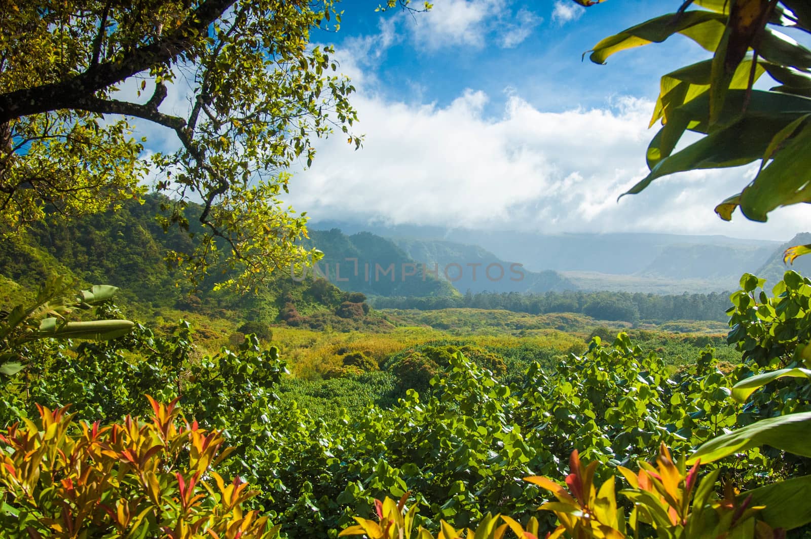 Scene on Maui of trees, sky, clouds, and other vegetation with blue skies and clouds