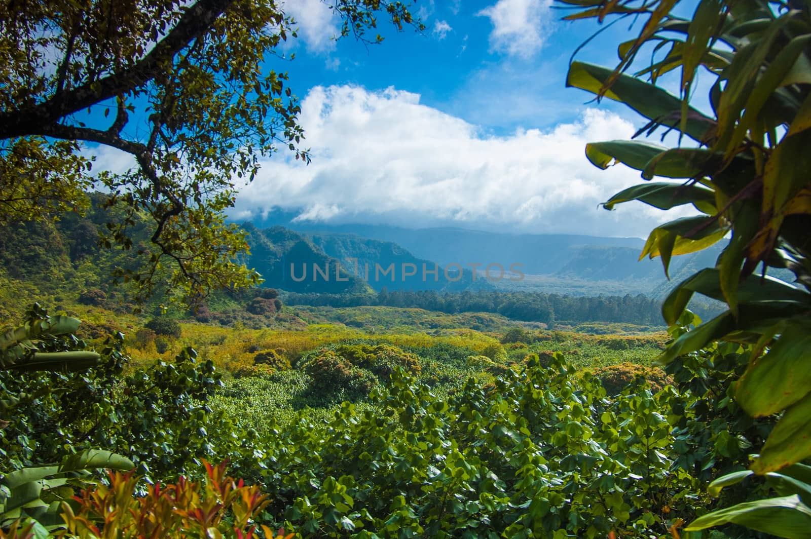 Scene on Maui of trees, sky, clouds, and other vegetation with blue skies and clouds