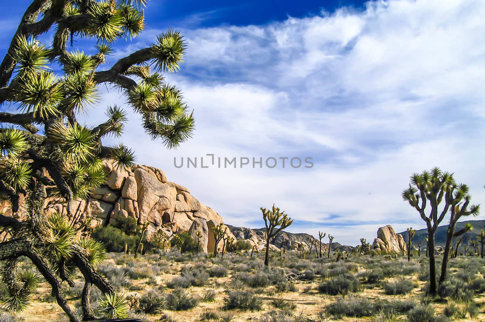 Joshua Tree National Park, CA