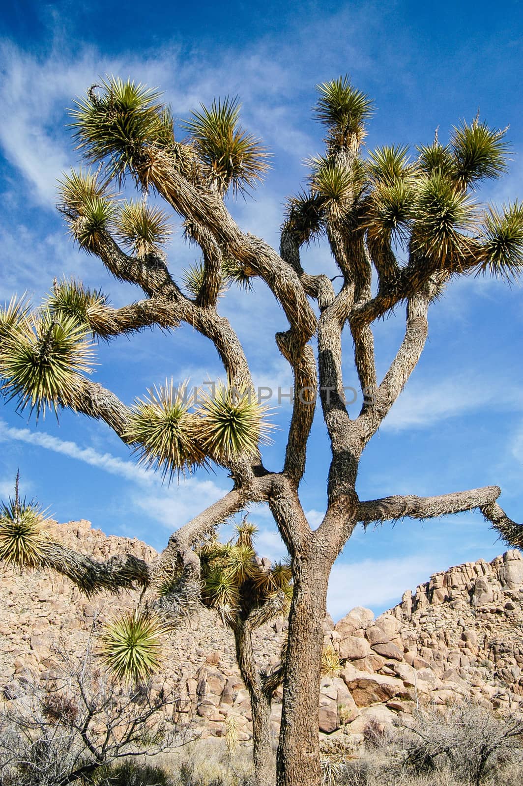 Red Rock Canyon by cestes001