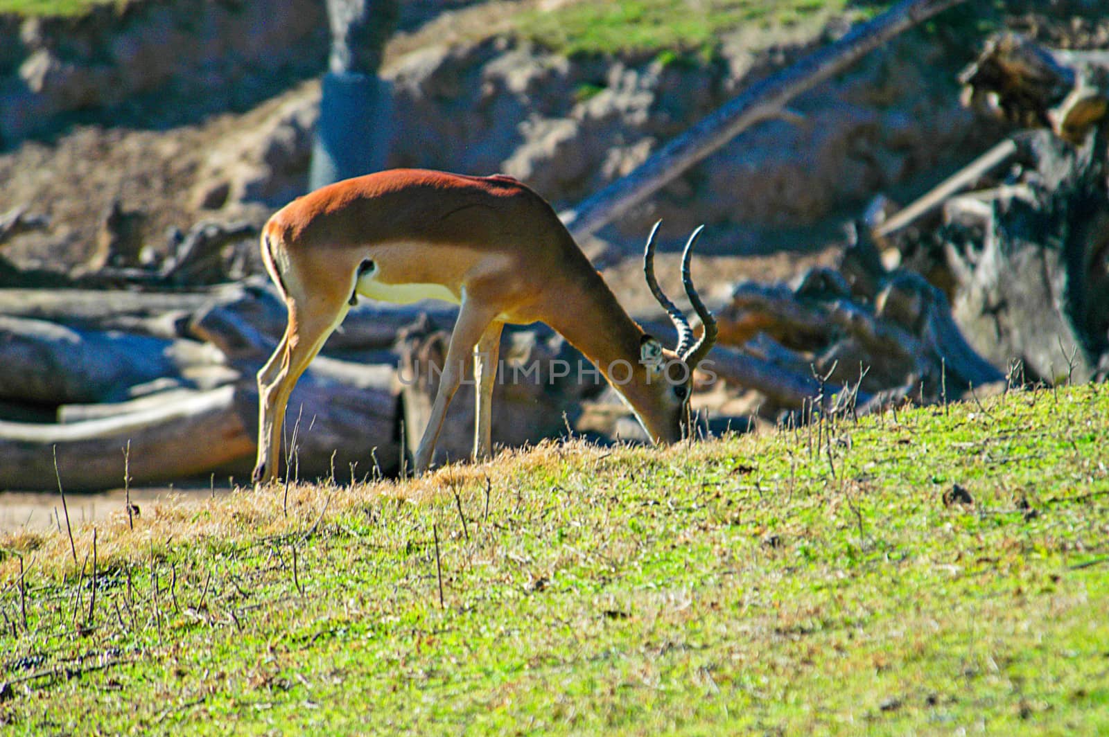 Impala at San Diego Wild Animal Park