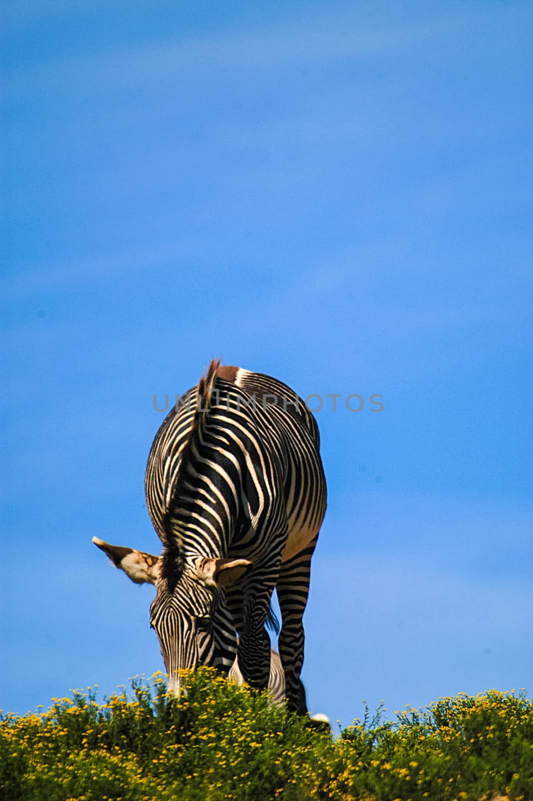 Zebras At San Diego Zoo by cestes001