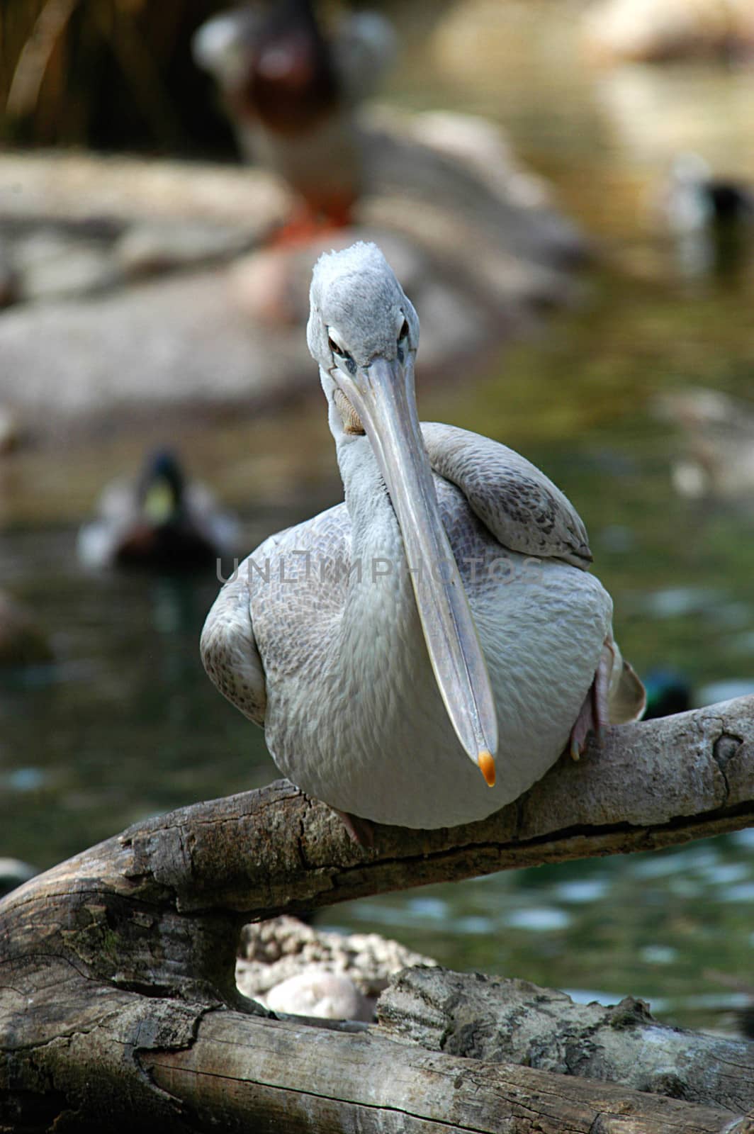 Pelican by cestes001