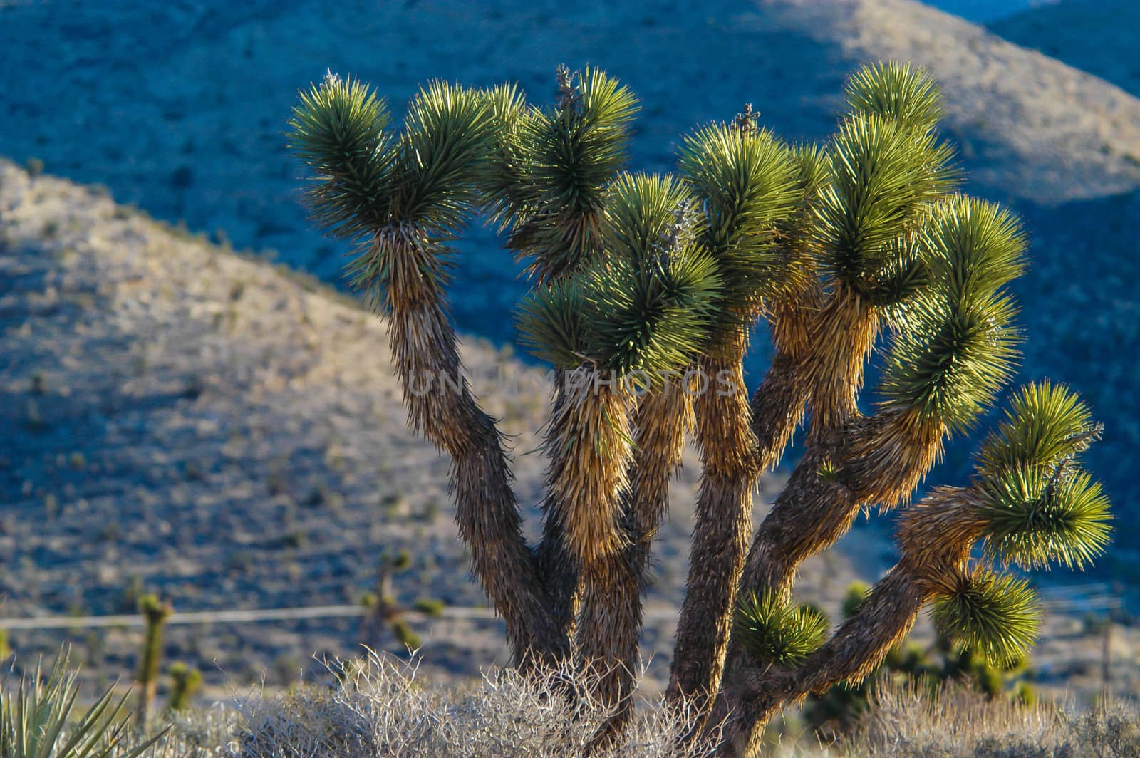 Red Rock Canyon by cestes001