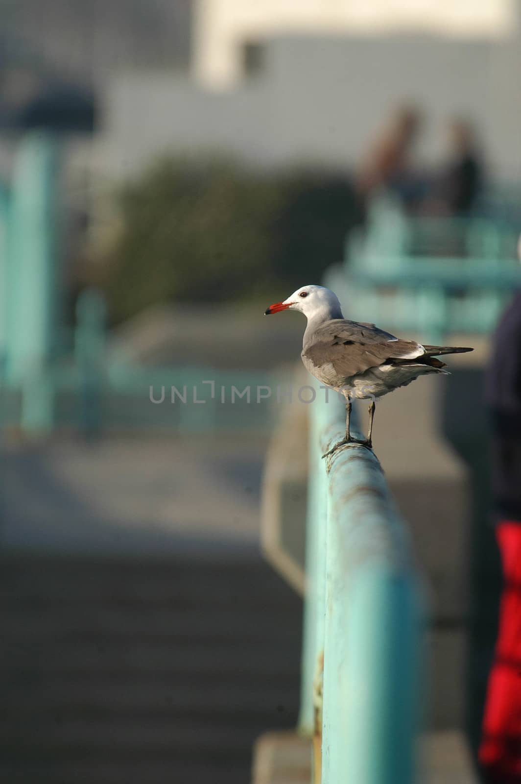Seagull sits on handrail at Ocean Beaach