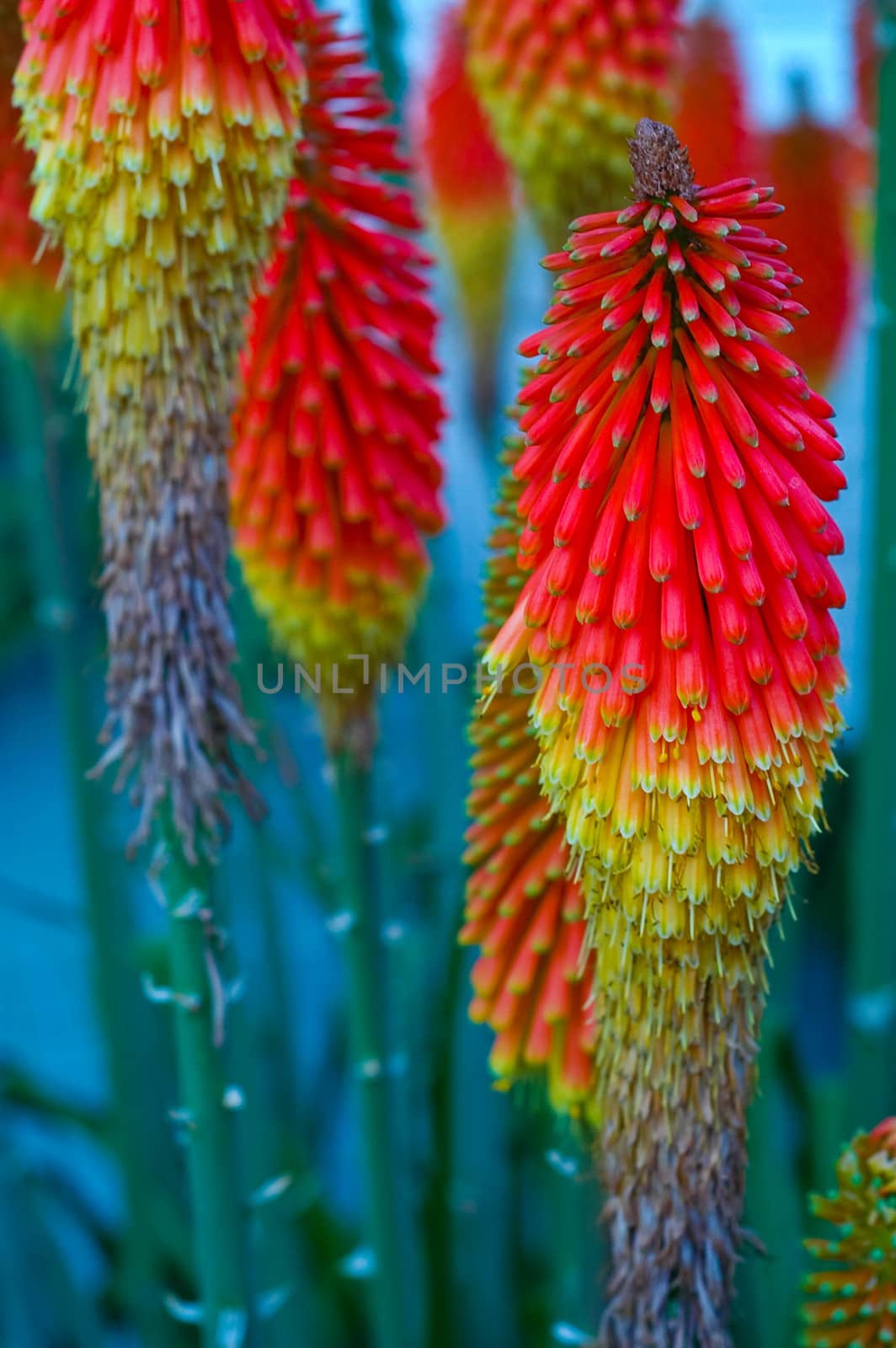Red Hot Pokers with white brick wall behind by cestes001