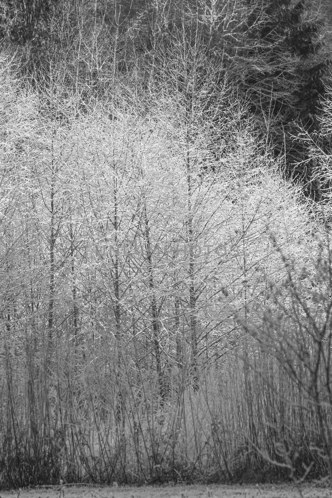 Early morning frost covering bare branches of Skagit Valley trees