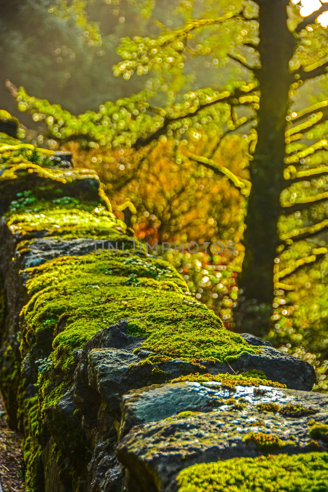 Moss guard rail along historic highway in Columbia River Gorge. by cestes001
