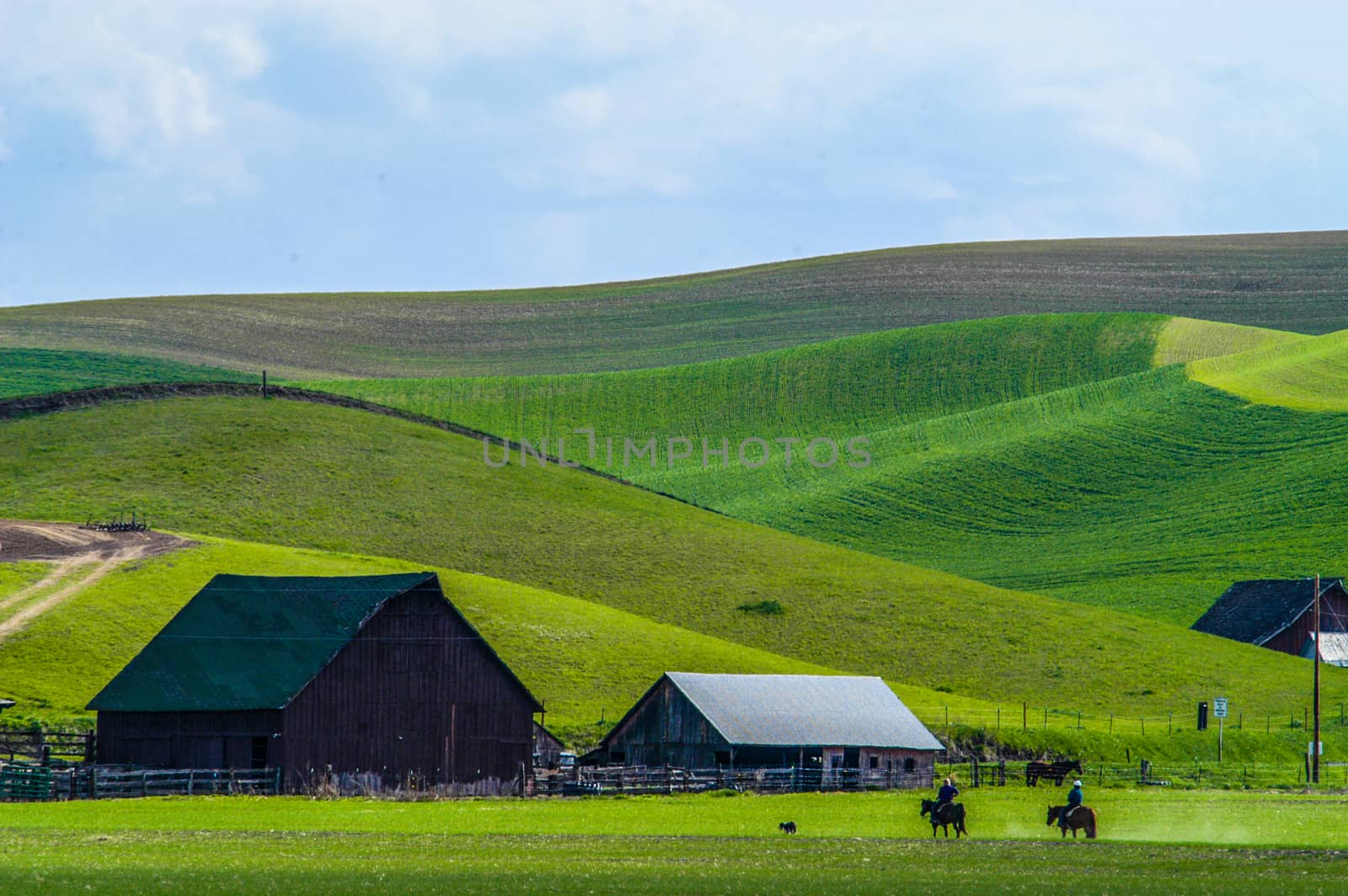 Central Washington farm scene.