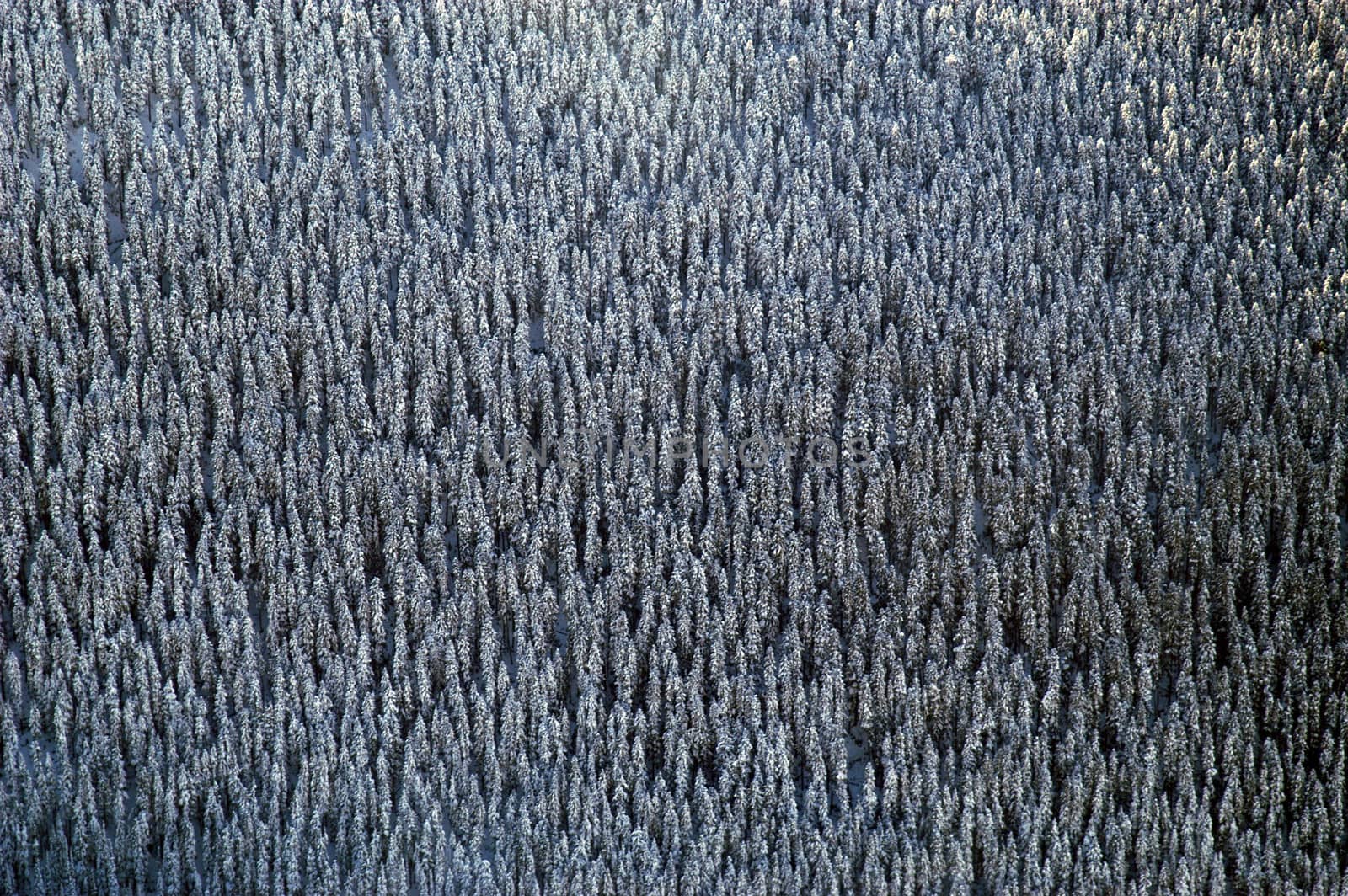 Aerial scene taken from plane flying over mountans of Whistler. BC