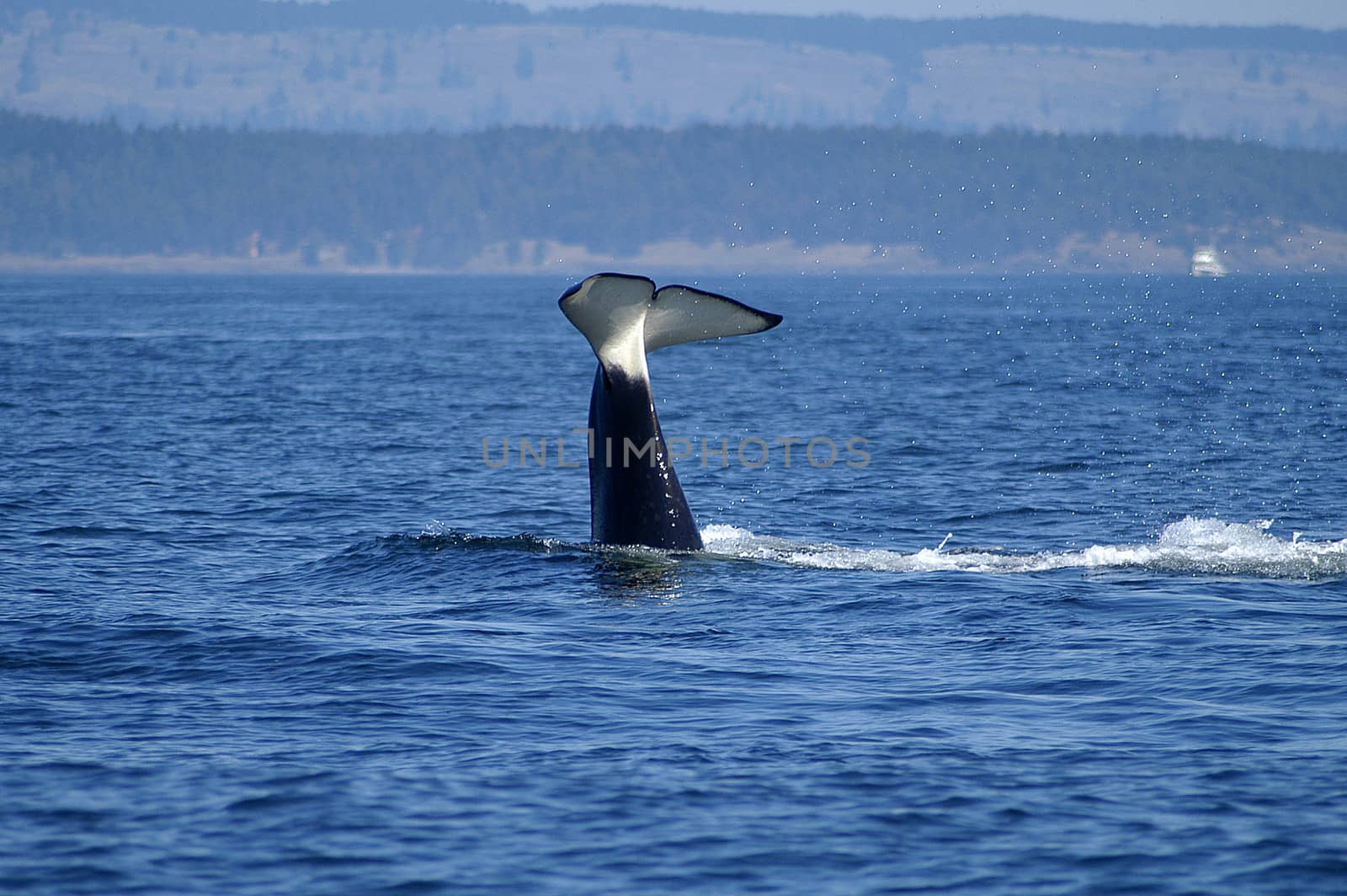 Orca (Killer Whale) feeding in San Juan Islands, Washington