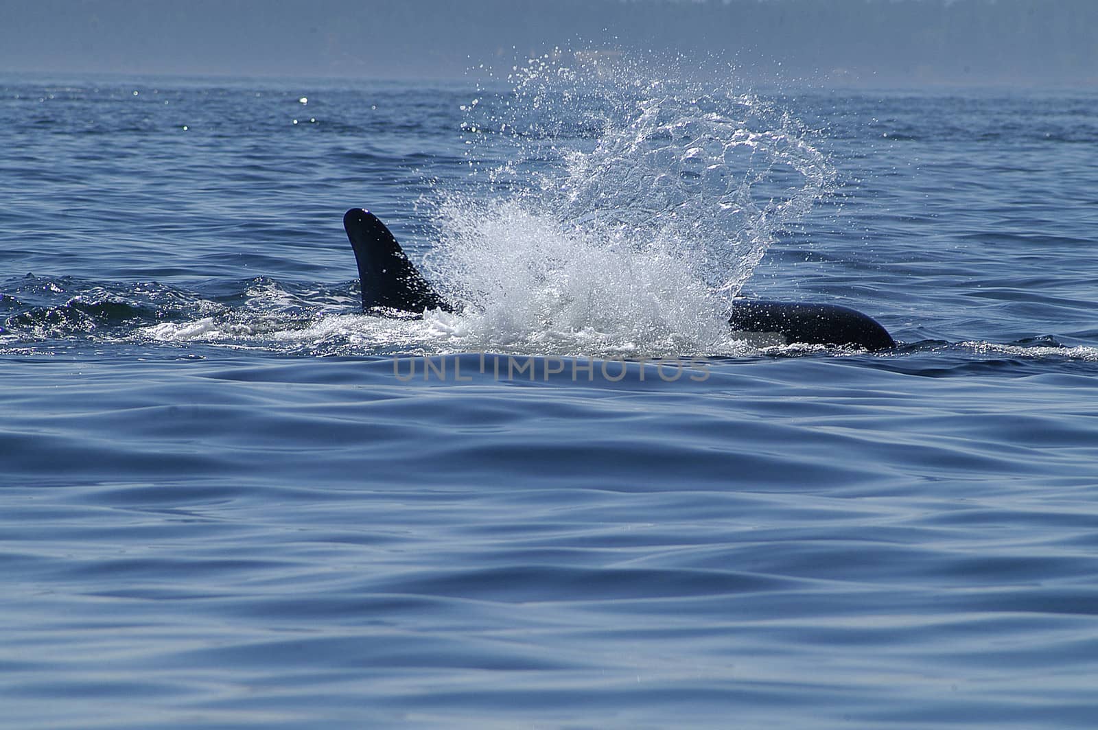 Orca (Killer Whale) feeding in San Juan Islands, Washington