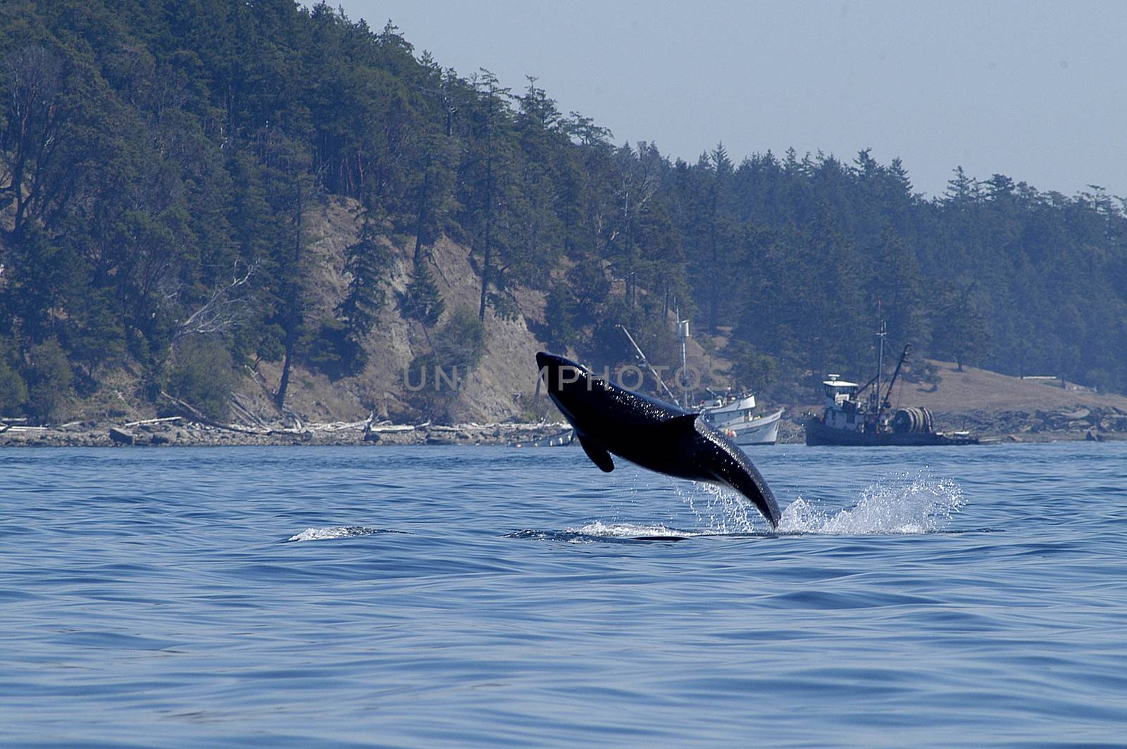 Orca (Killer Whale) feeding in San Juan Islands, Washington