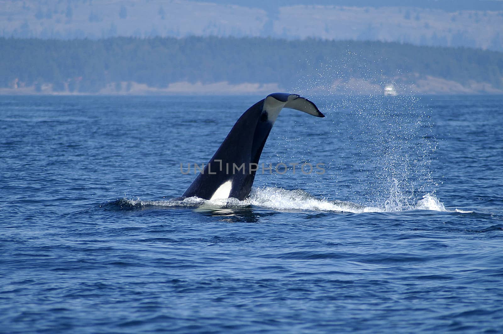 Orca (Killer Whale) feeding in San Juan Islands, Washington