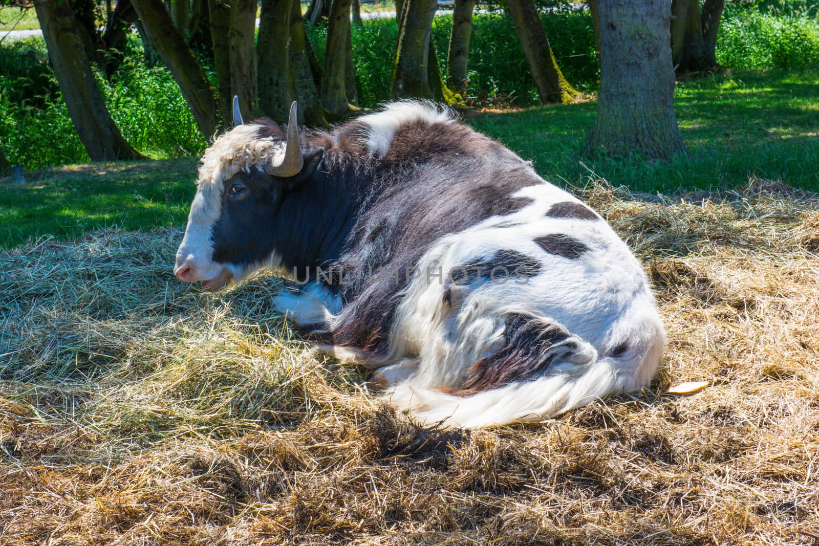 Yak resting on pile of straw at Olympic Game Farm
