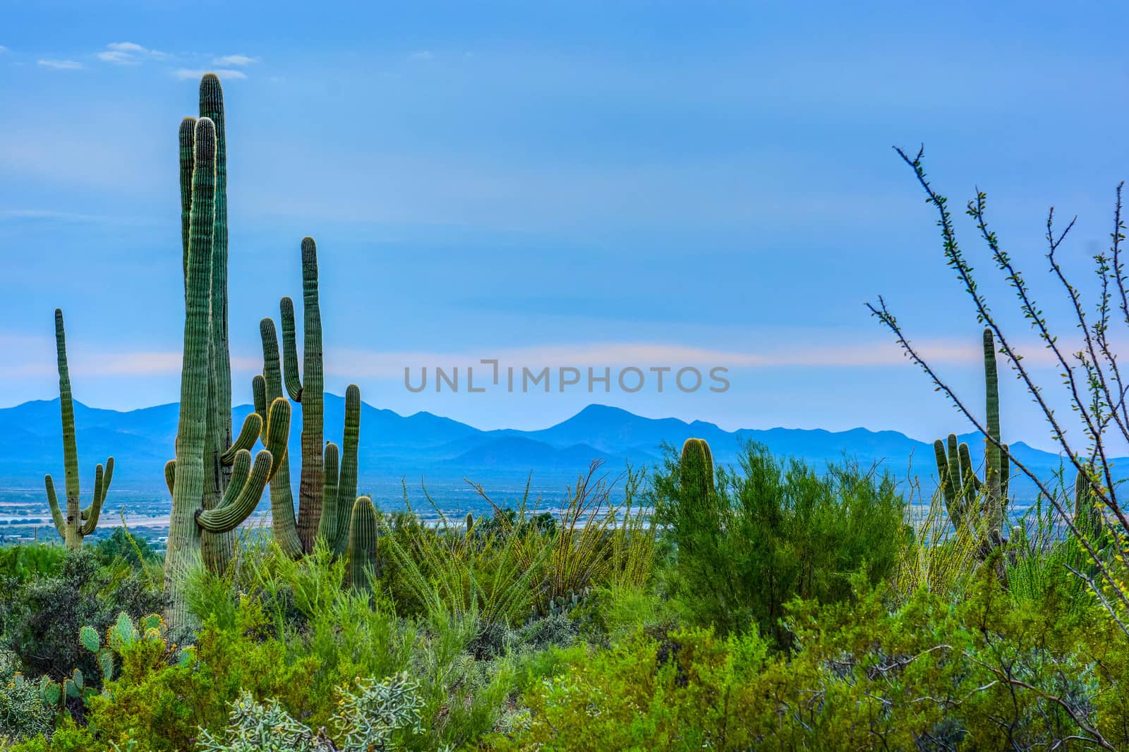 Cactuses in early moringin light