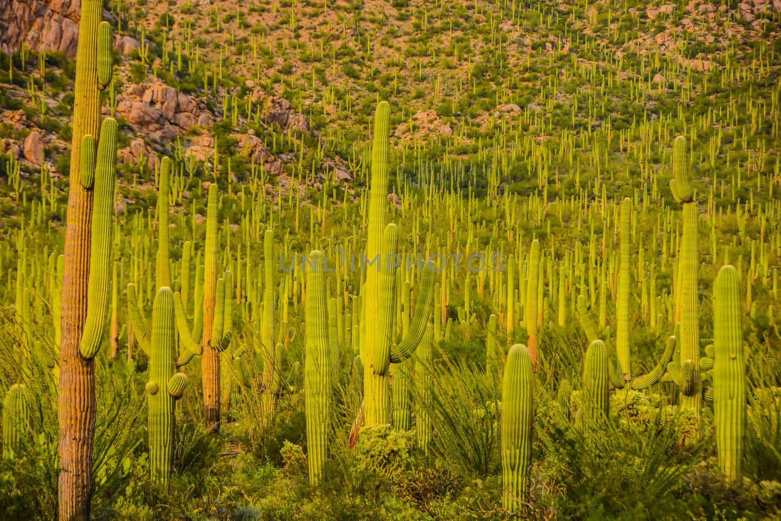 Saguaro National Park by cestes001