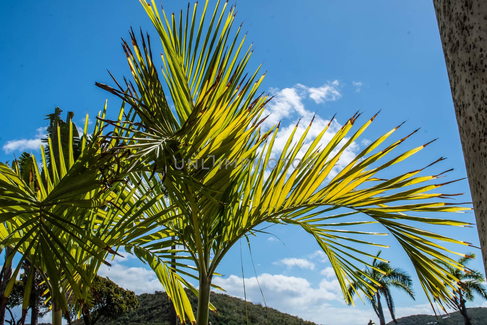 Palm tree against blue sky in US Virgin Islands