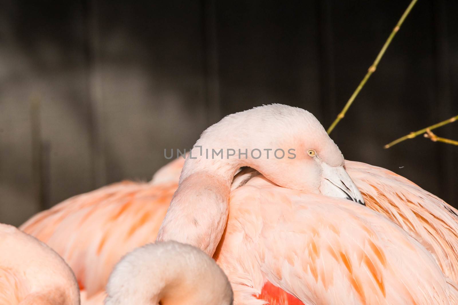 Three flamingos' necks and one head shown with beaks in feathers.