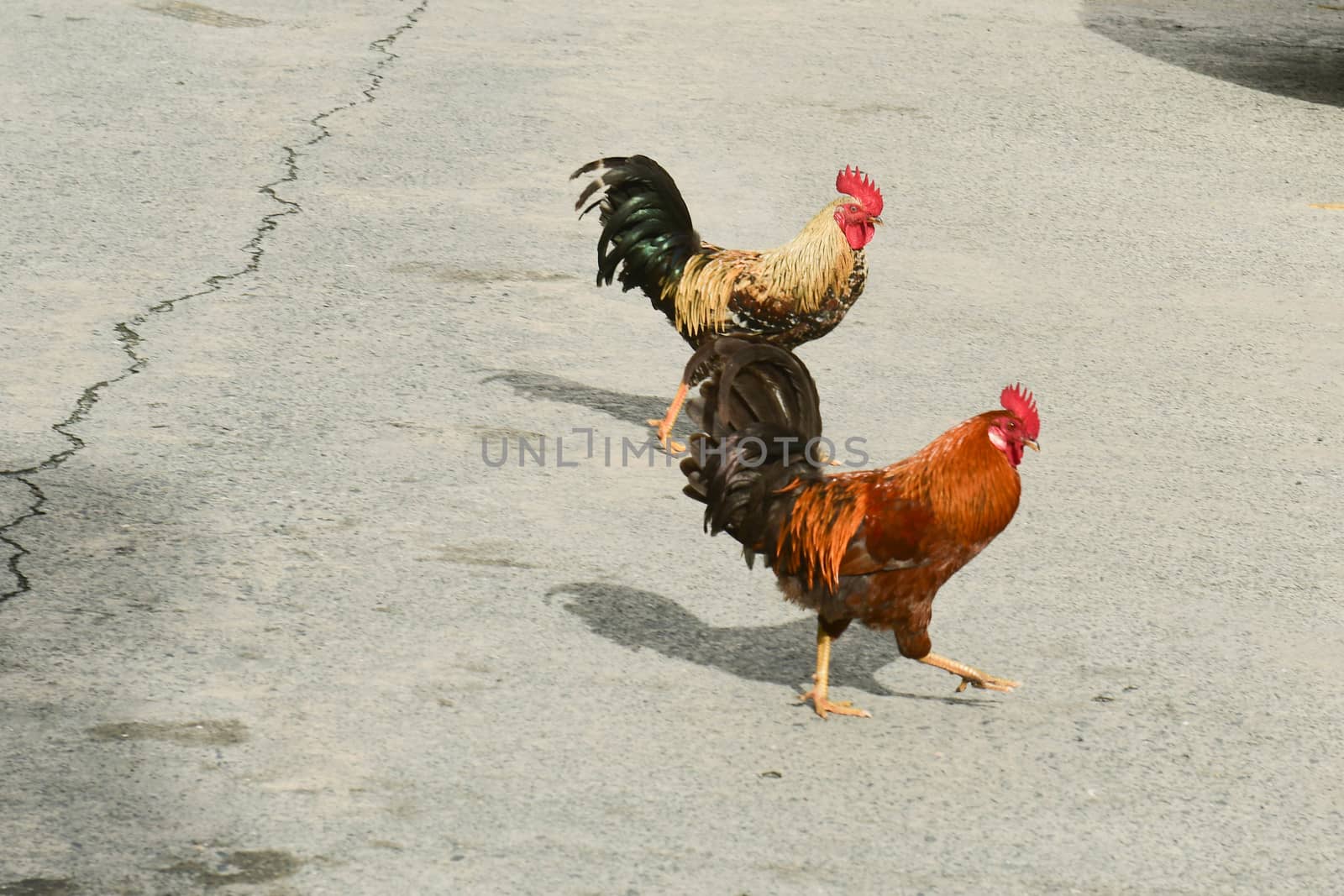 Two roosters strutting on sidewalk in British Virgin Islands