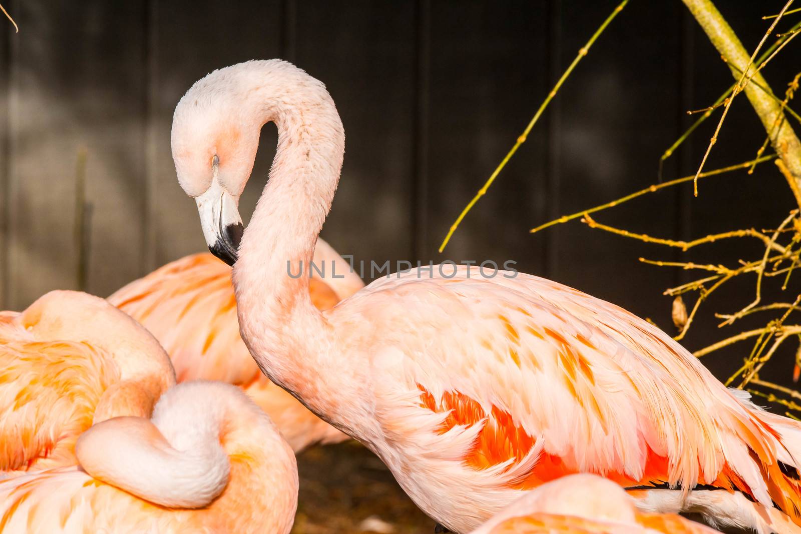Three flamingos' necks and one head shown with beaks in feathers.