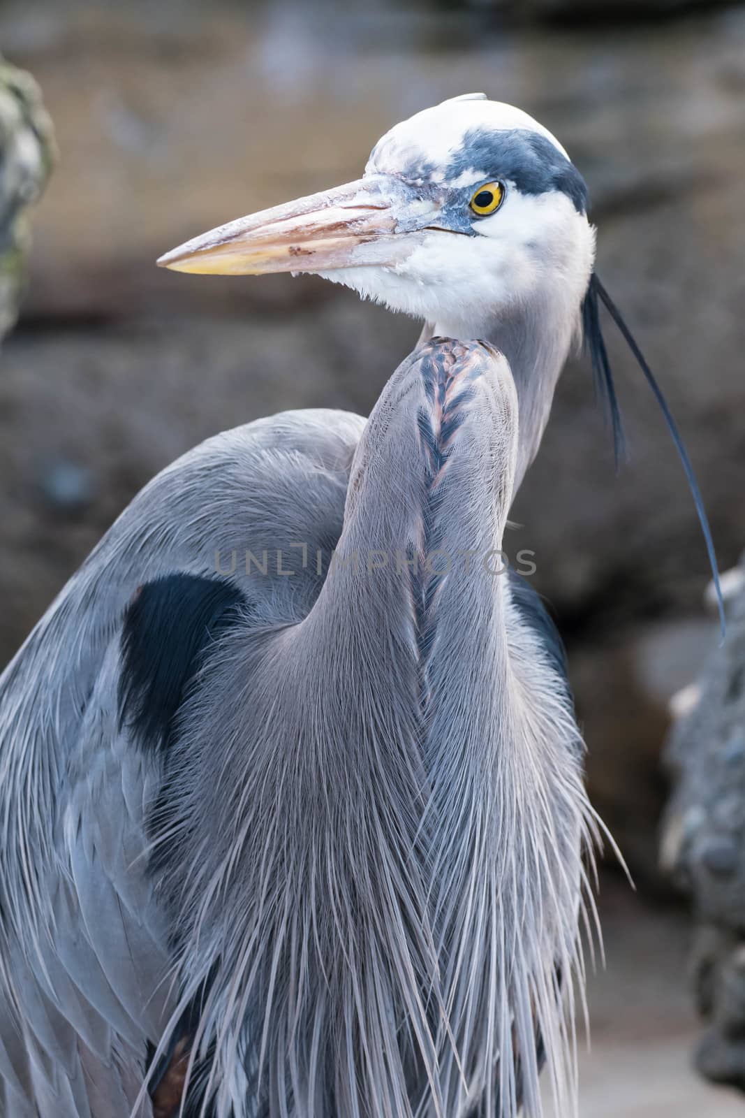 Great Blue Heron in Enclosure at Zoo by cestes001