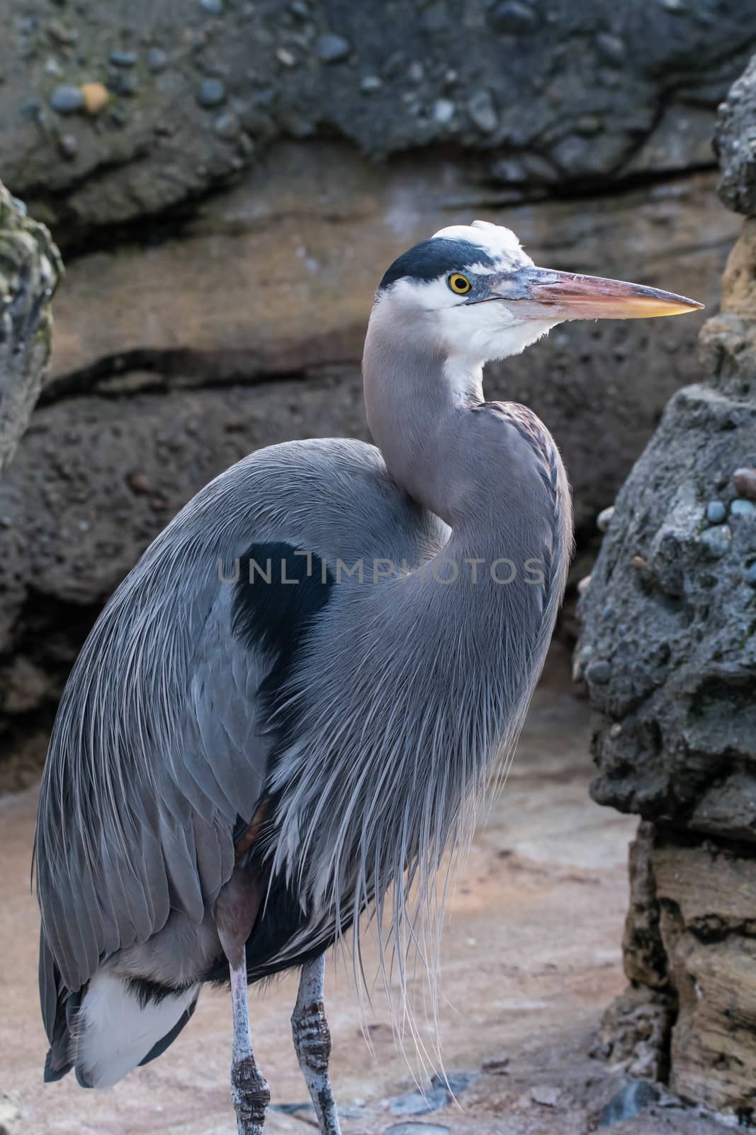 Close up of Heron on lightly overcast day with soft shadows.