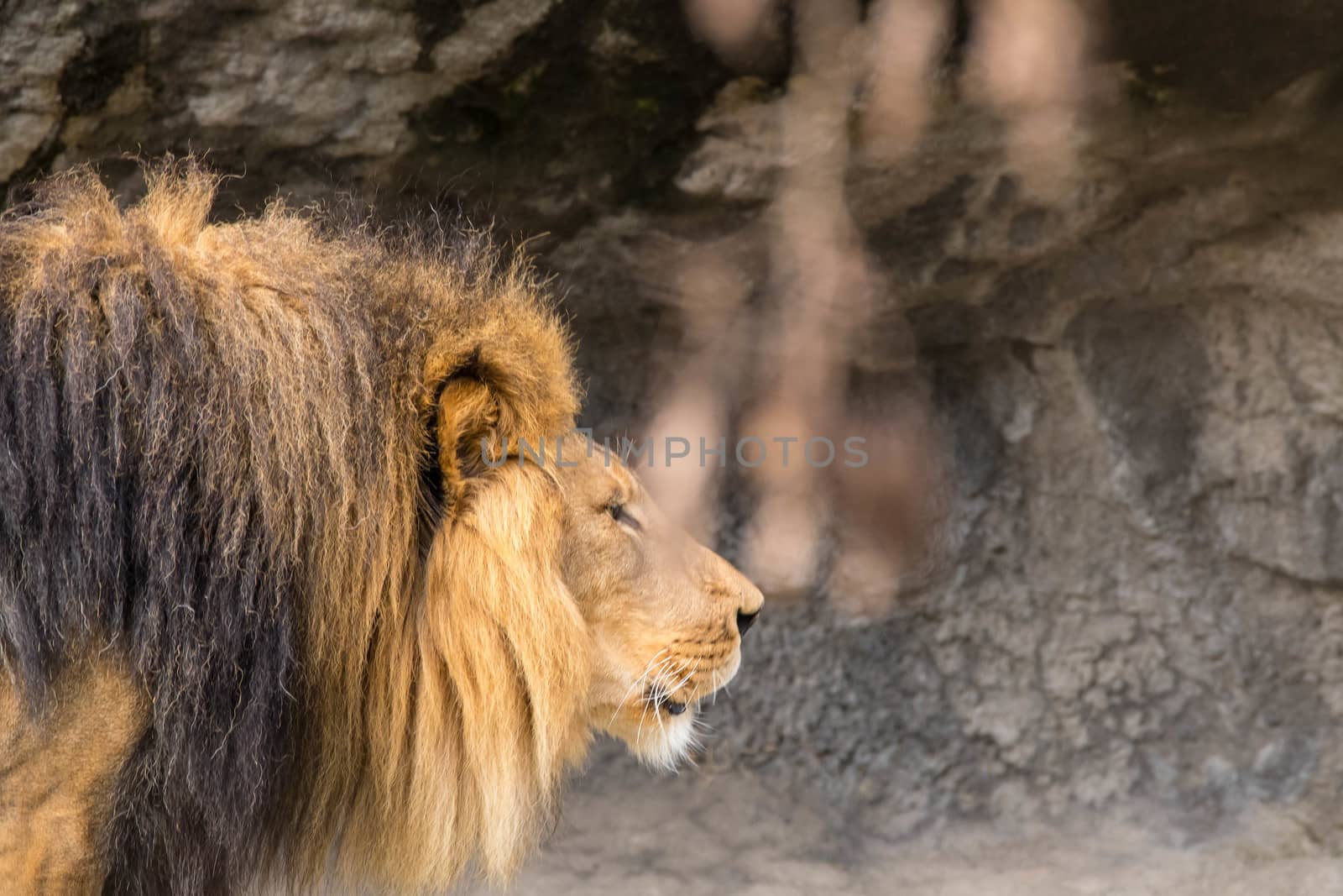 Lion at Zoo by cestes001