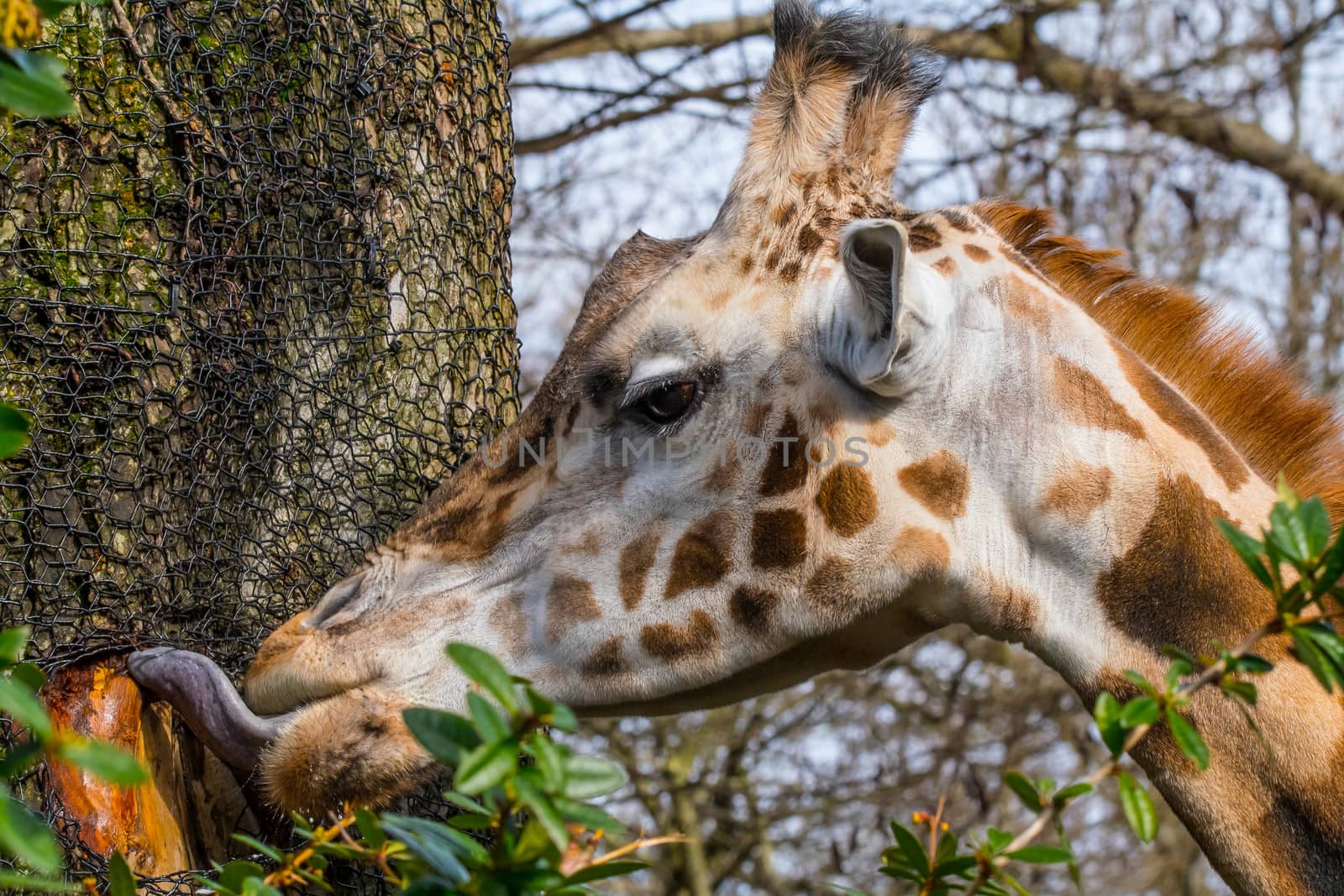 Giraff in artificial habitat at Zoo in Seattle, WA