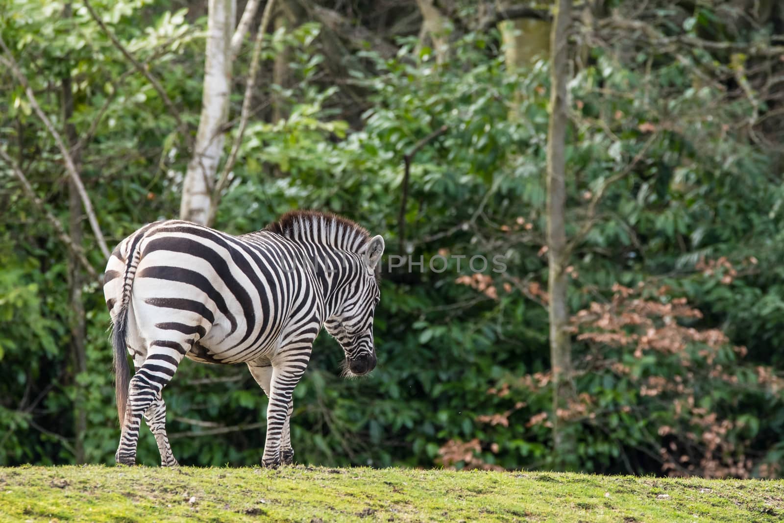 Zebra in artificial habitat at zoo in Seattle, WA