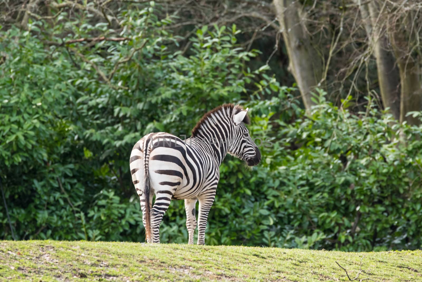 Zebra in artificial habitat at zoo in Seattle, WA