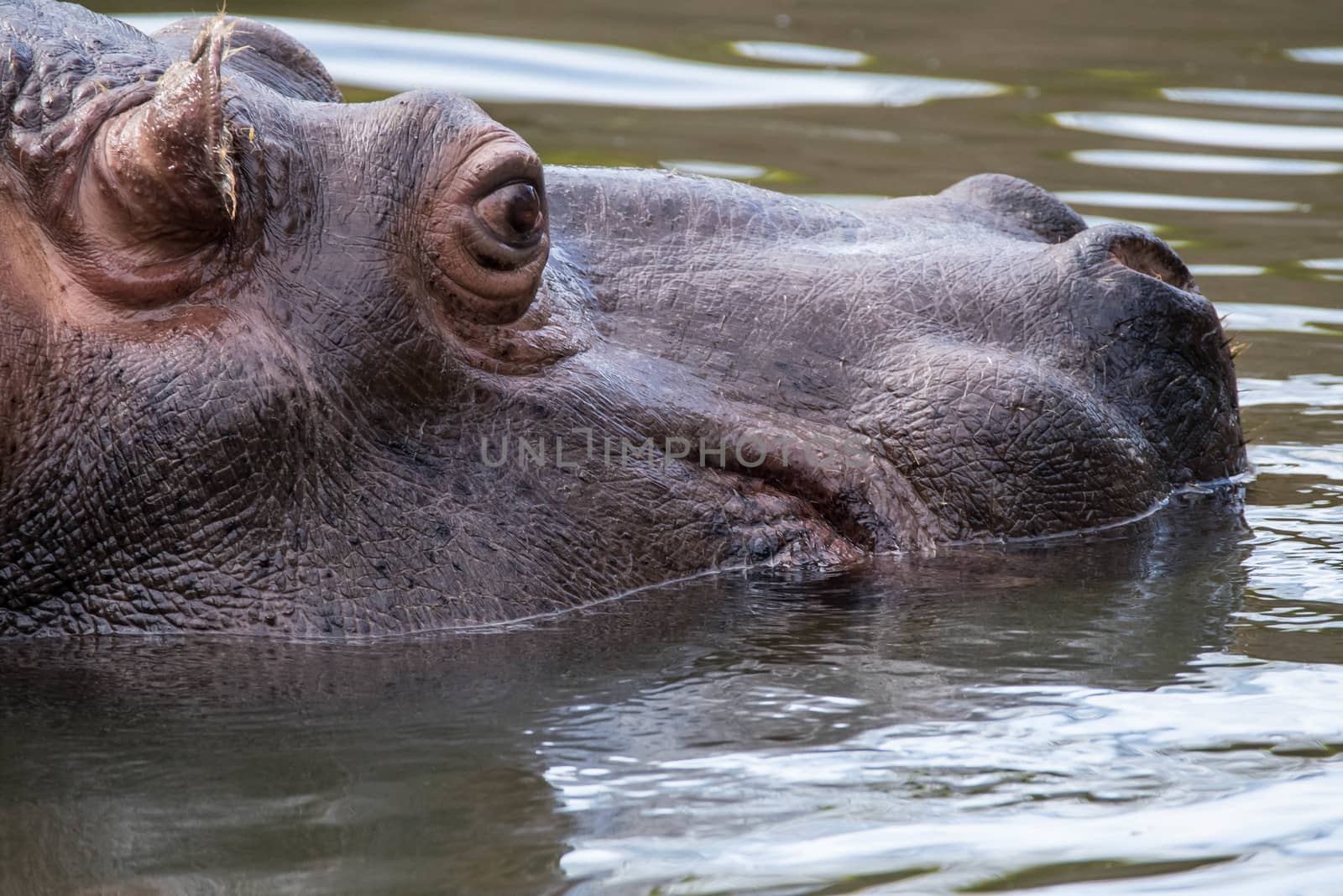 Hippo in artificial habitat at zoo in Seattle, WA