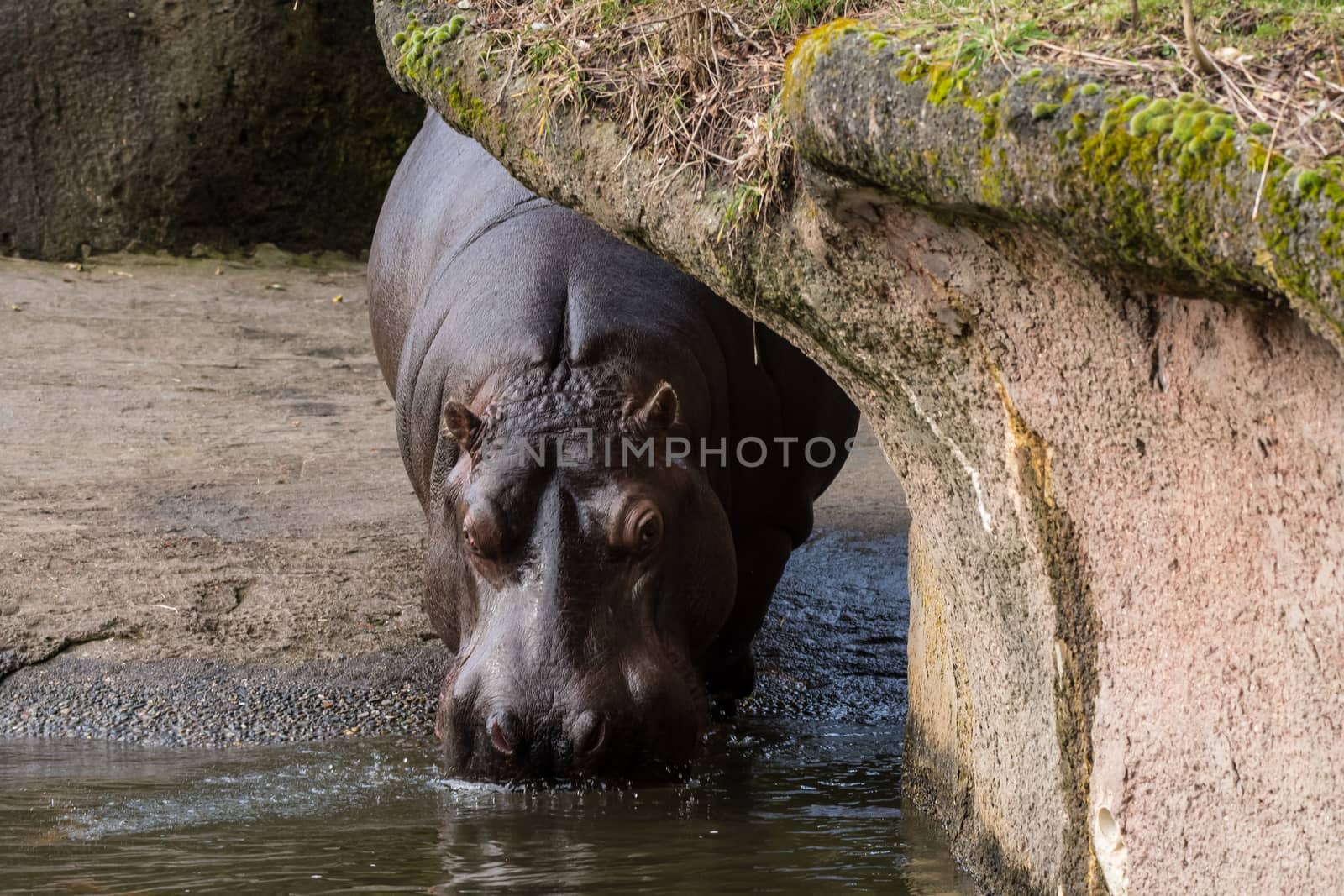 Hippo in artificial habitat at zoo in Seattle, WA