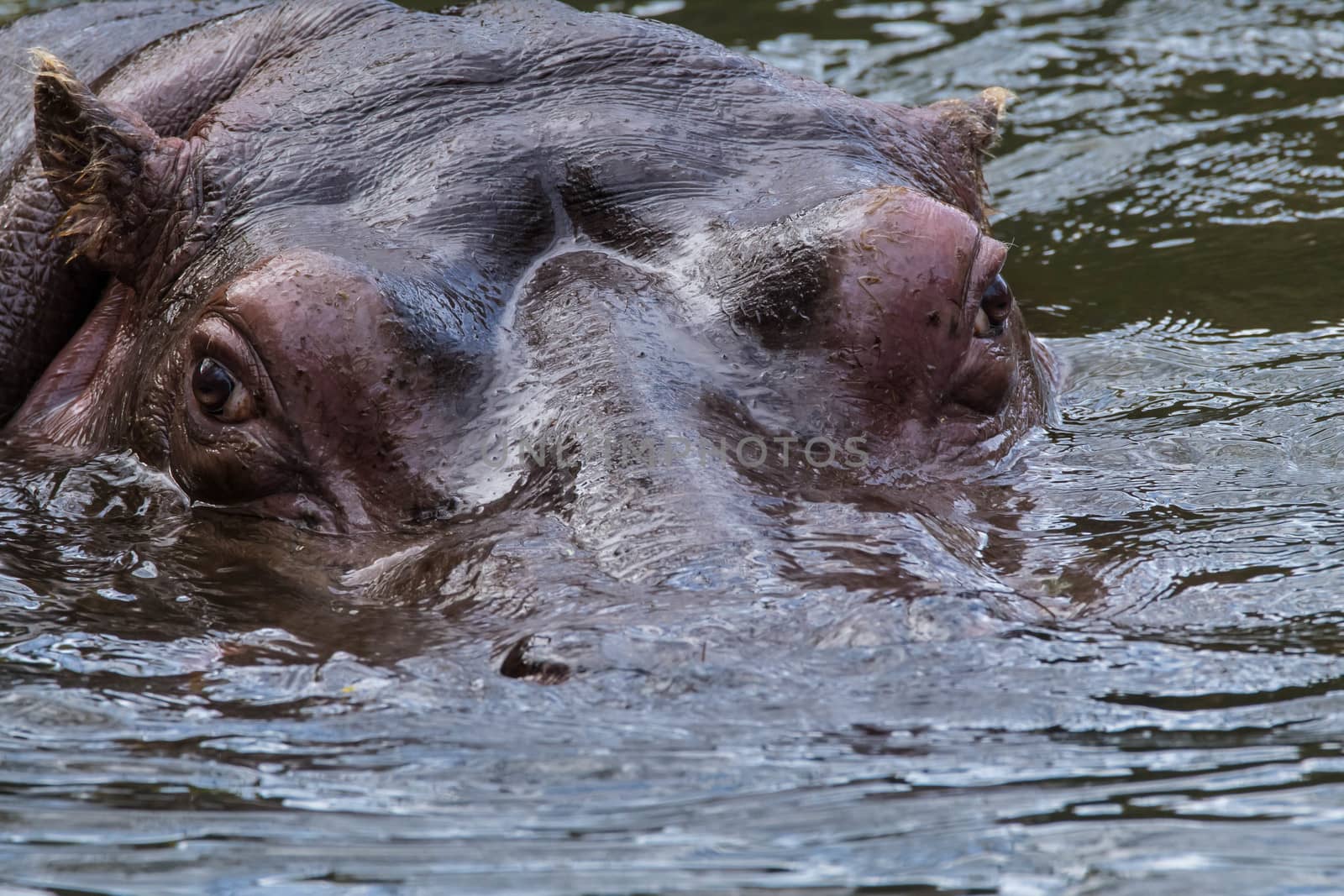 Hippo in artificial habitat at zoo in Seattle, WA