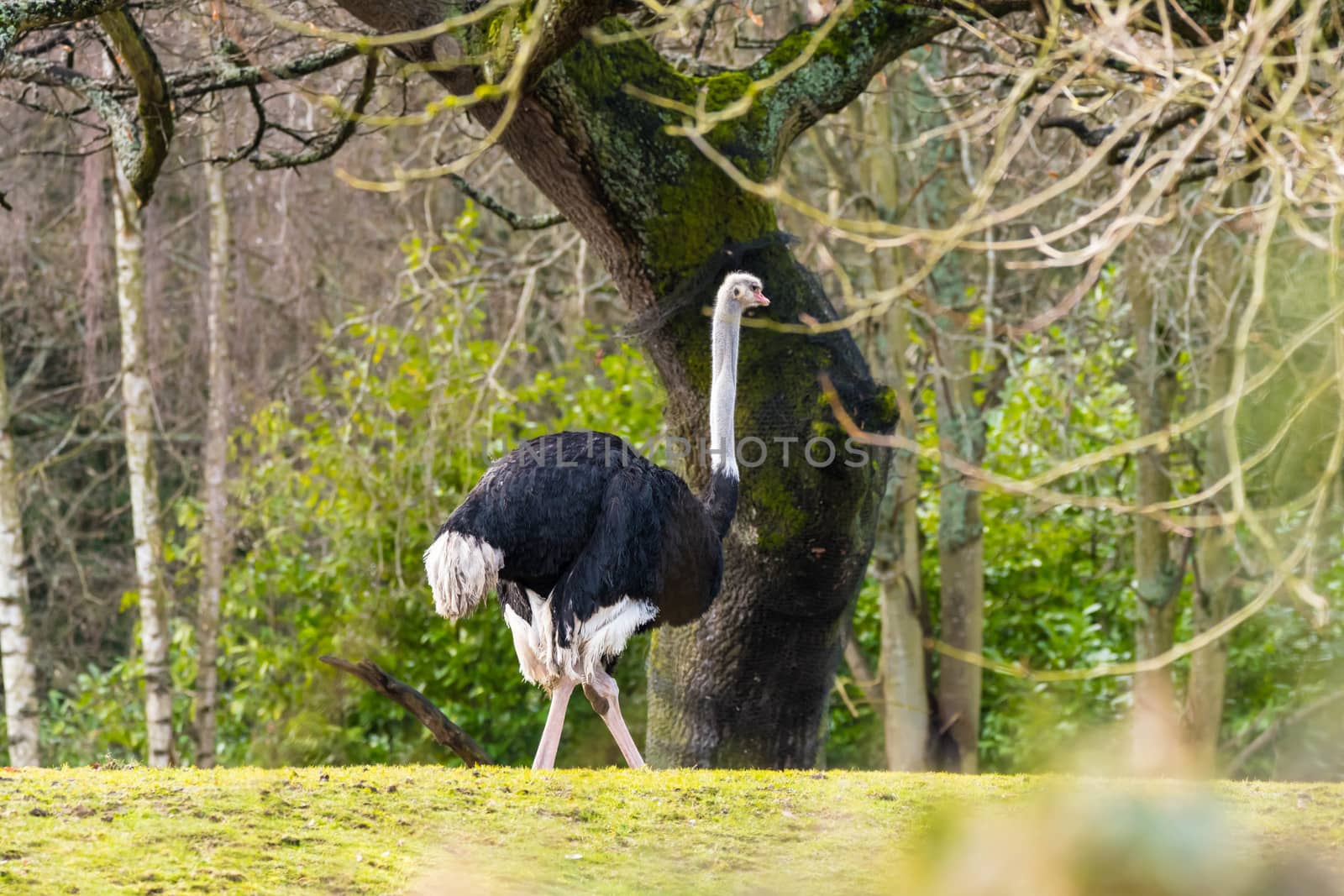 View of Ostrich at Zoo in Seattle