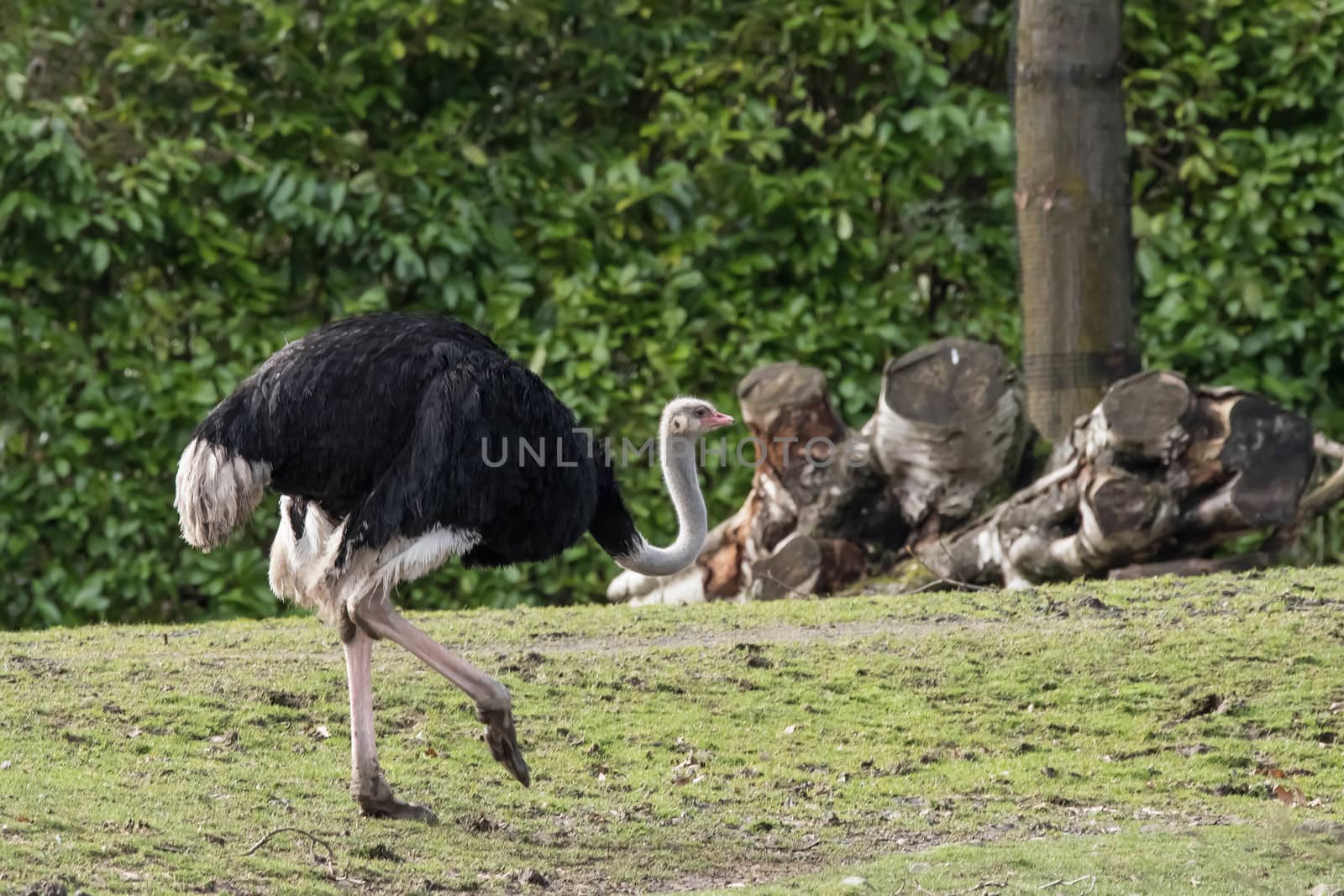 Ostrich at zoo by cestes001